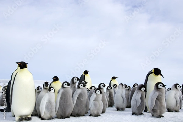 Fototapeta Kaiserpinguin mit Küken