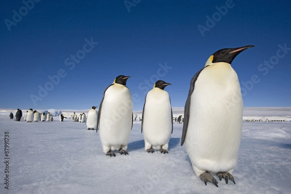 Fototapeta Kaiserpinguine