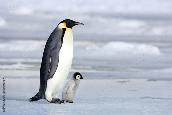 Obraz Kaiserpenguin z laską