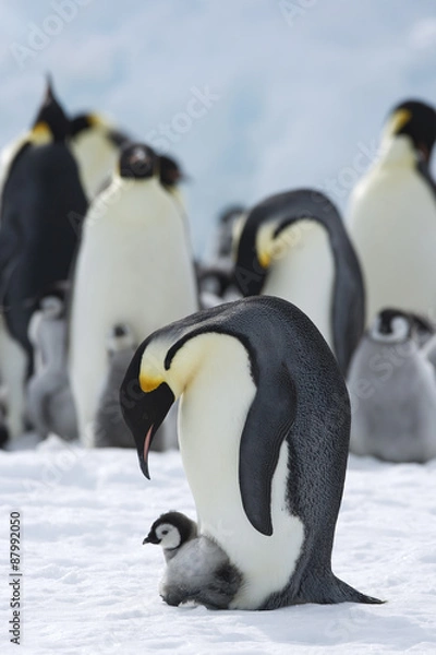 Obraz Kaiserpinguin mit Küken