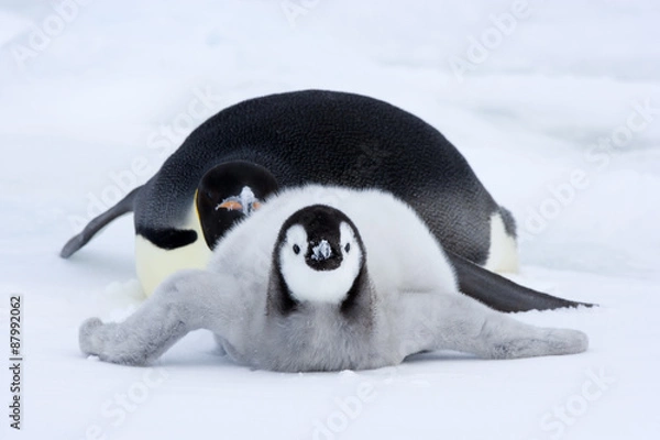 Obraz Kaiserpinguin mit Küken