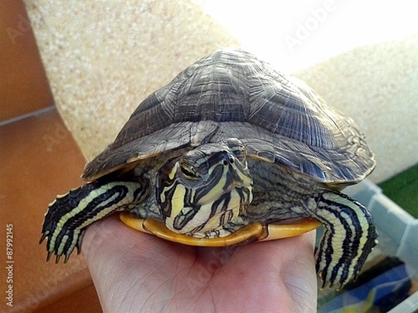 Obraz Buenos días!!