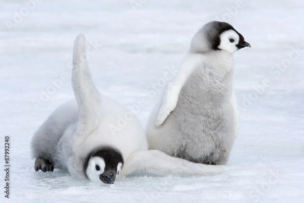 Obraz Kaiserpinguinküken