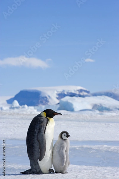 Obraz Kaiserpinguin mit Küken