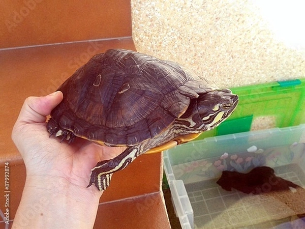 Obraz Una mascota muy tranquila