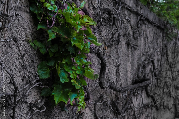 Obraz Leaves on Dead Vine