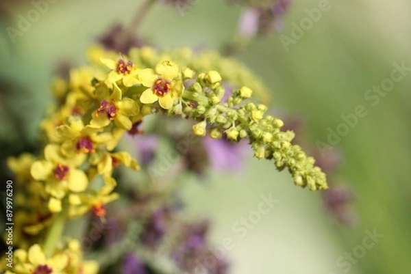 Obraz Beautiful mullein plant on blurred background, closeup. Herbal medicine