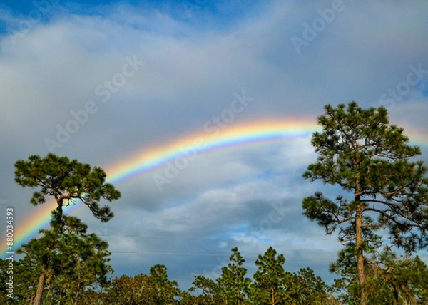 Obraz Rainbow Over the Trees