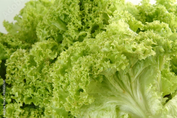 Obraz Lechuga crespa