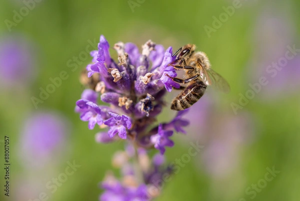 Fototapeta OLYMPUS DIGITAL CAMERA