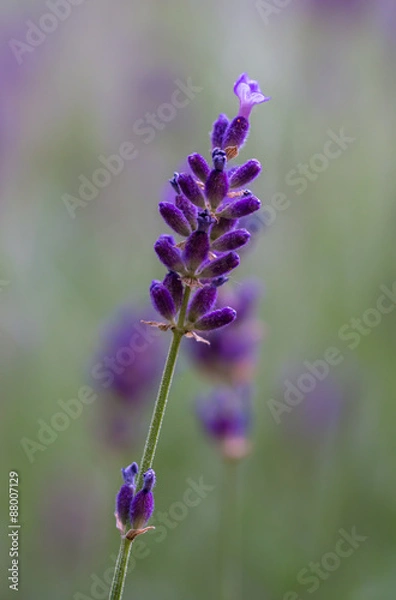 Fototapeta OLYMPUS DIGITAL CAMERA