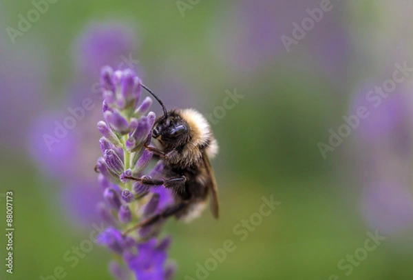 Fototapeta OLYMPUS DIGITAL CAMERA