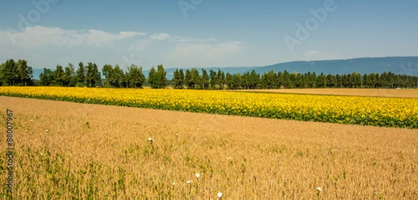 Fototapeta OLYMPUS DIGITAL CAMERA