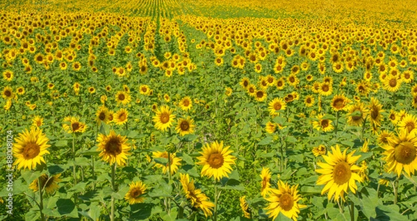 Fototapeta OLYMPUS DIGITAL CAMERA