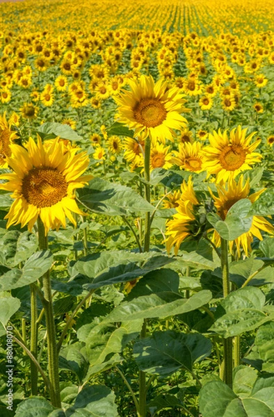 Fototapeta OLYMPUS DIGITAL CAMERA