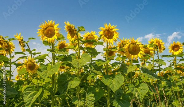 Obraz OLYMPUS DIGITAL CAMERA