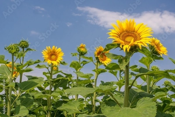 Fototapeta OLYMPUS DIGITAL CAMERA