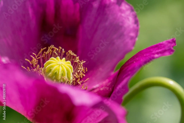 Fototapeta OLYMPUS DIGITAL CAMERA