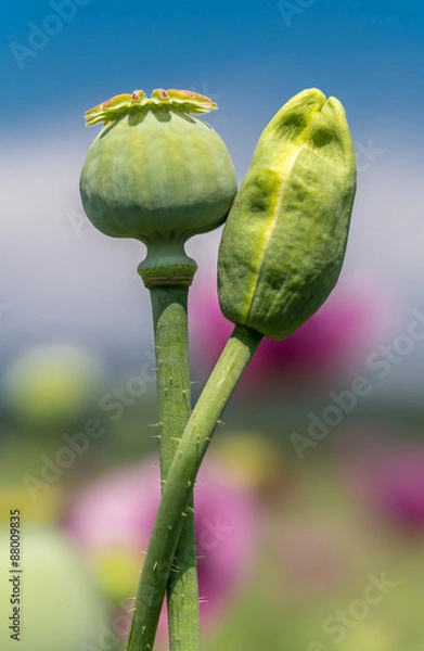 Fototapeta OLYMPUS DIGITAL CAMERA