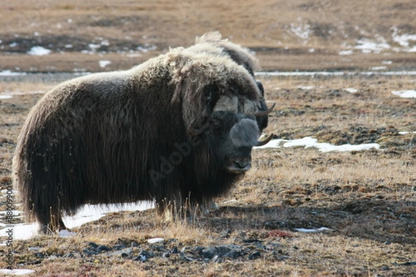 Obraz Самец овцебык