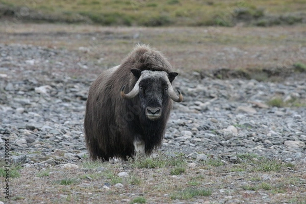 Obraz Молодой овцебык
