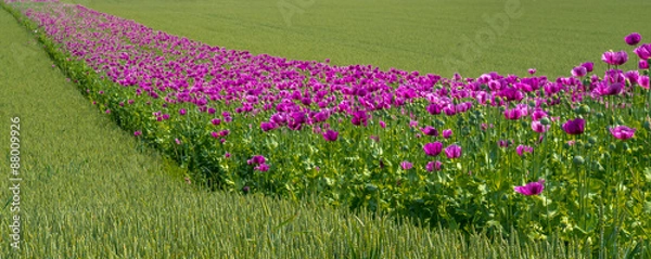 Fototapeta OLYMPUS DIGITAL CAMERA