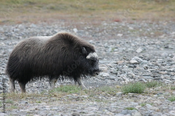 Obraz Молодой овцебык