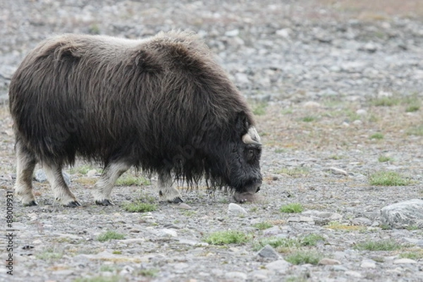 Obraz Молодой овцебык