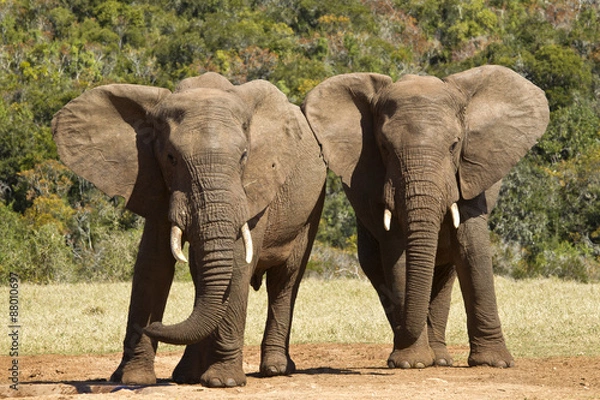 Obraz Elephants playing