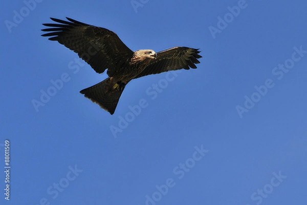 Fototapeta aigle ravisseur