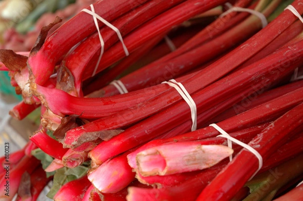 Fototapeta rhubarb