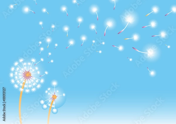 Obraz Dandelion background