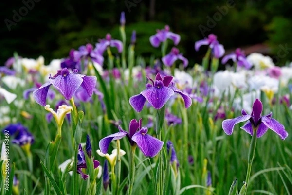 Fototapeta 神楽女湖のハナショウブ