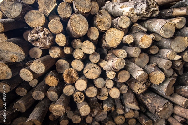 Fototapeta Small timber