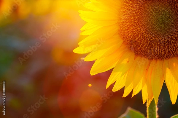 Fototapeta słonecznik