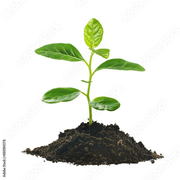 Obraz New Life Sprouting From the Ground.