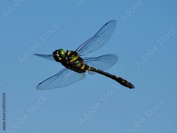 Fototapeta オニヤンマ