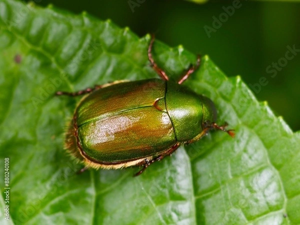 Fototapeta リュウキュウスジコガネ