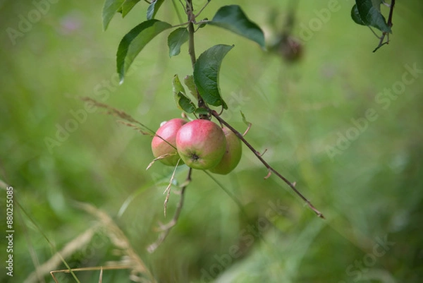 Fototapeta Pommes sur l'arbre