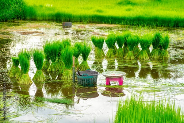 Fototapeta Green rice fields grown by cuttings one by one