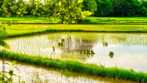 Fototapeta Green rice fields grown by cuttings one by one