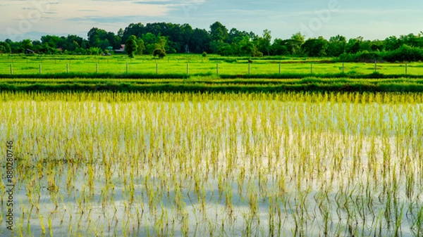 Fototapeta Green rice fields grown by cuttings one by one