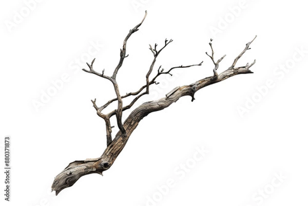 Fototapeta Dead branch isolated on transparent background
