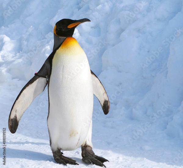 Fototapeta Penguin Walk