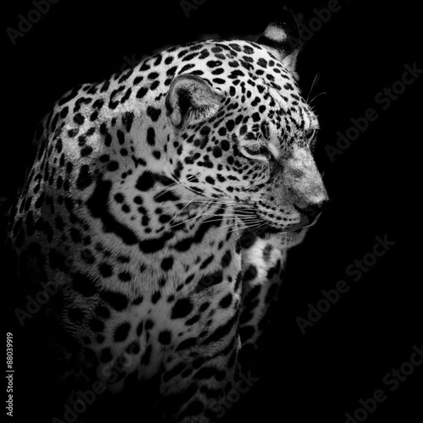 Obraz close up Jaguar Portrait