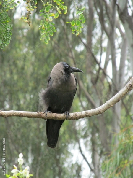 Fototapeta Indian House Crow/Common Crow in Forest Setting