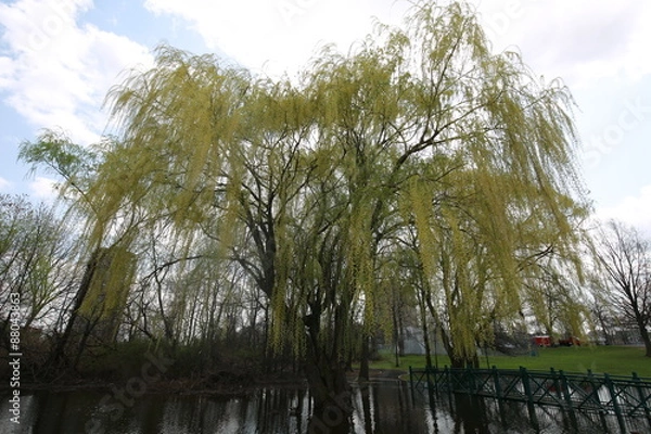 Fototapeta tree and blue sky