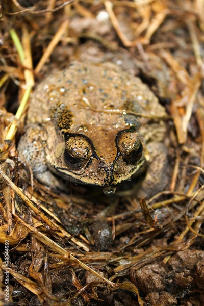 Obraz toad in the grass