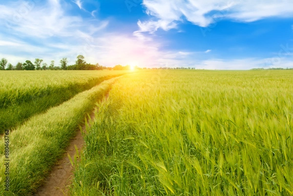 Fototapeta Beautiful summer landscape.