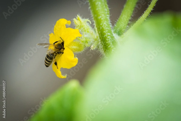 Fototapeta Bee pollinating a cucumber flower